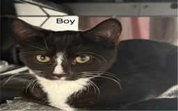 Mixed Breed cats for sale: 7 kittens for sale  - Image 11