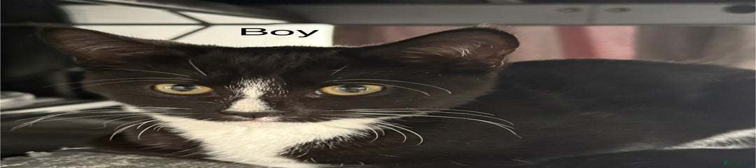 Mixed Breed Kitten 7