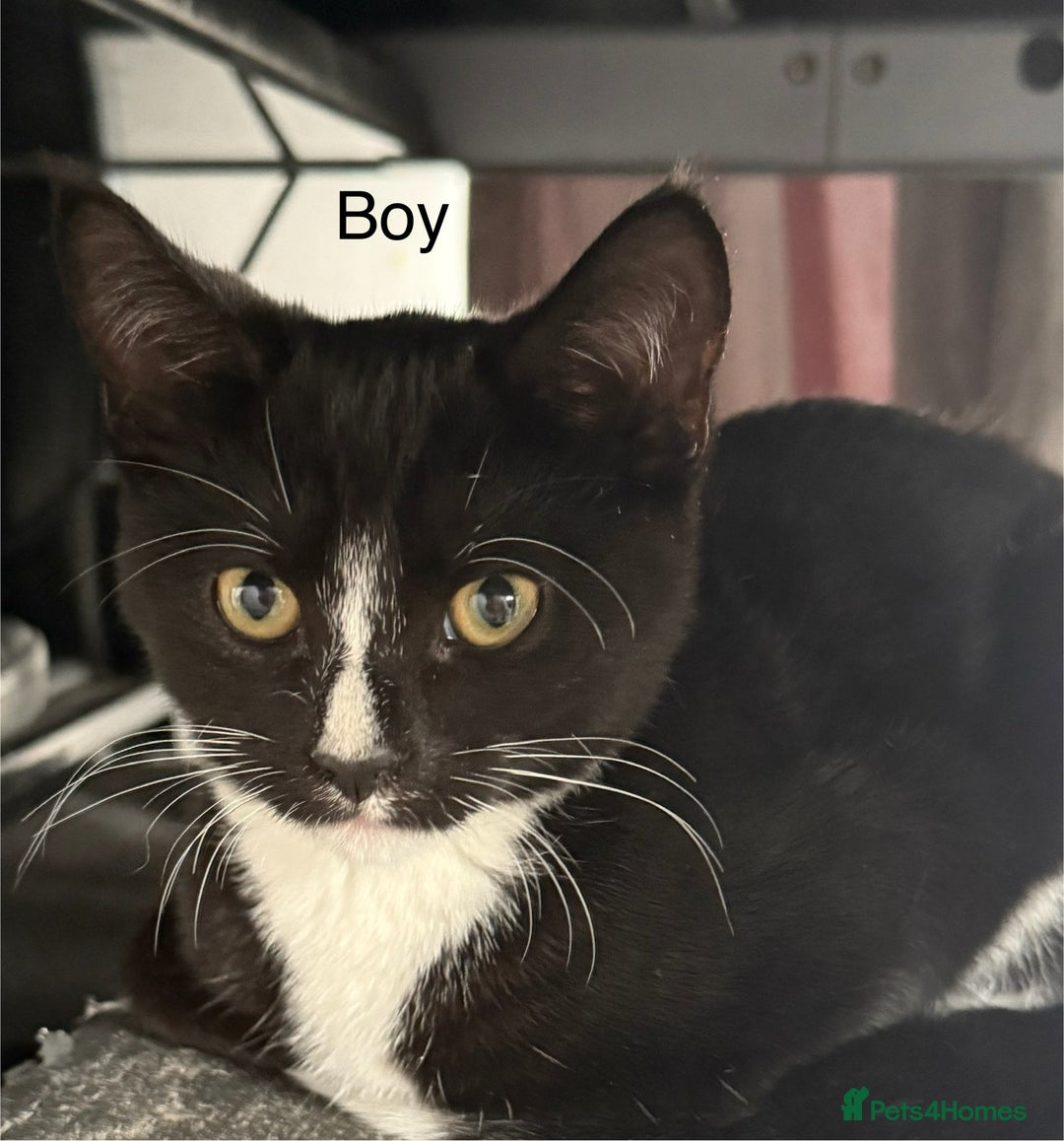 Mixed Breed cats for sale: 7 kittens for sale  - Image 11