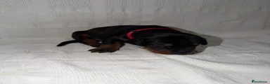 Dobermann Puppy 6