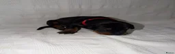Dobermann dogs for sale: 1 Beautiful Female Doberman Puppy  - Advert 9