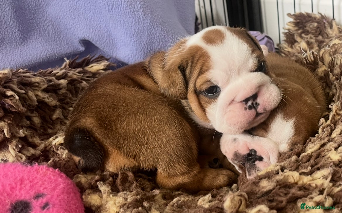 English Bulldog dogs dad gold mum silver health tested 1 boy & 1 girl - Advert 8