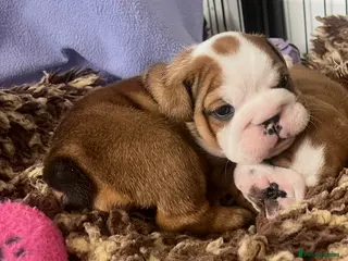 English Bulldog dogs dad gold mum silver health tested 1 boy & 1 girl - Advert 12