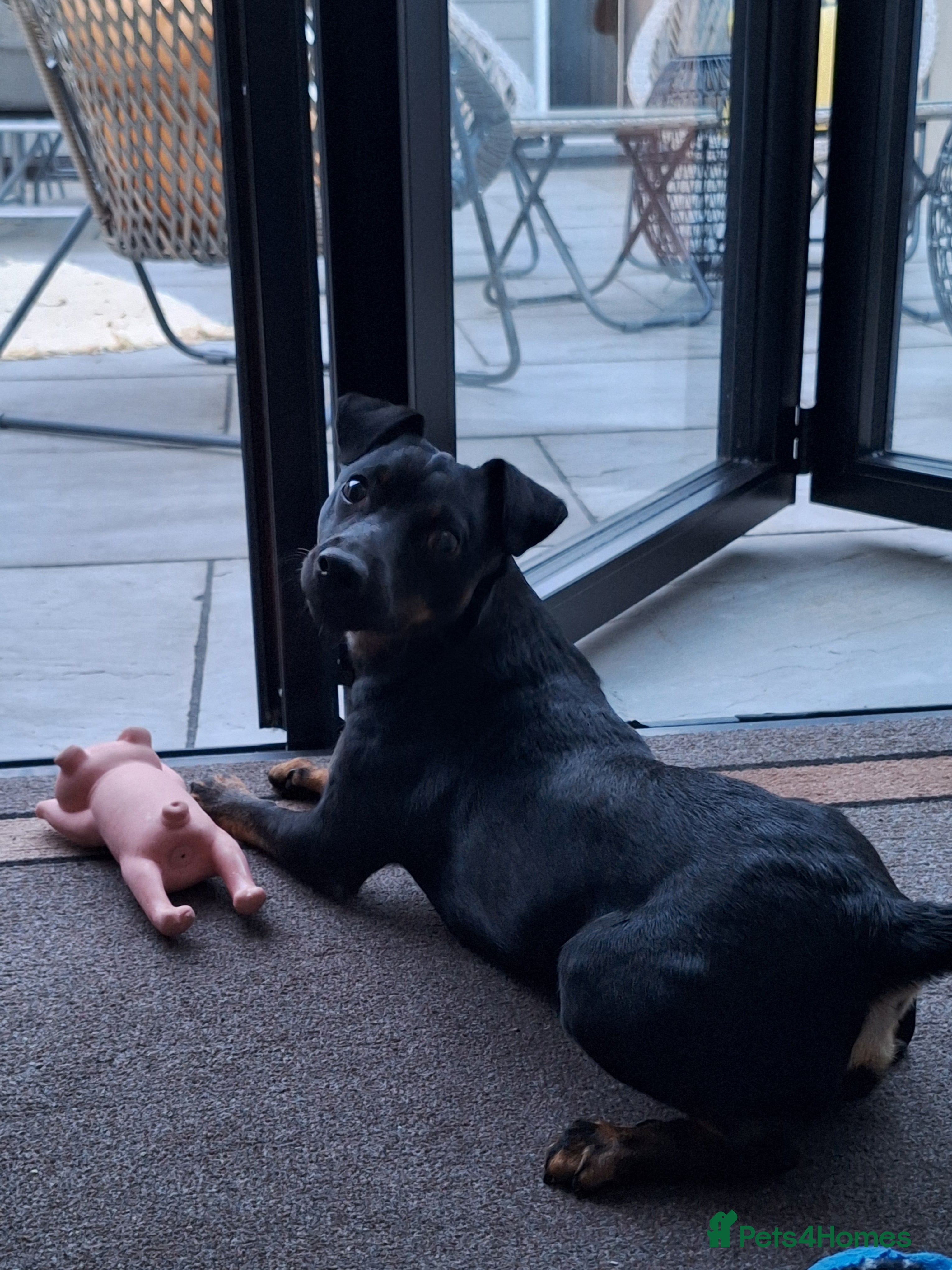 Jack Russell dogs Jack Russel stud - Nero - Advert 1