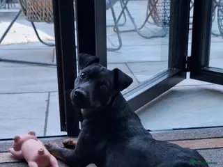 Jack Russell dogs Jack Russel stud - Nero - Advert 1