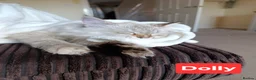 Siberian cats for sale: Purebred Siberian Kittens Indoor/Catio only - Advert 3