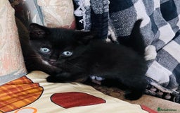 Domestic Shorthair cats for sale: 2 Domestic Shorthair Male - Image 4