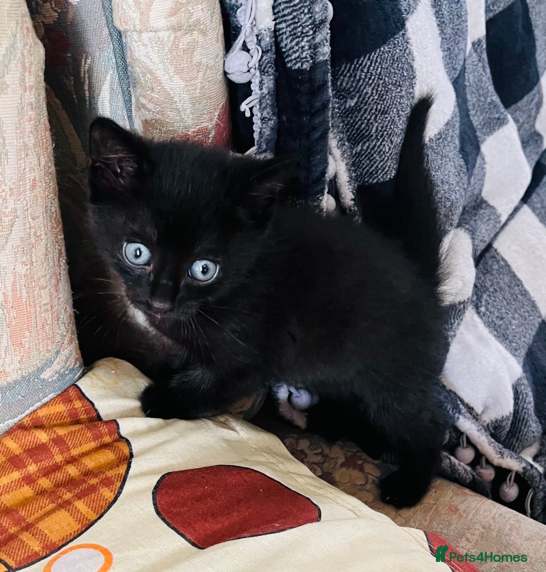 Domestic Shorthair cats for sale: 2 Domestic Shorthair Male - Image 4