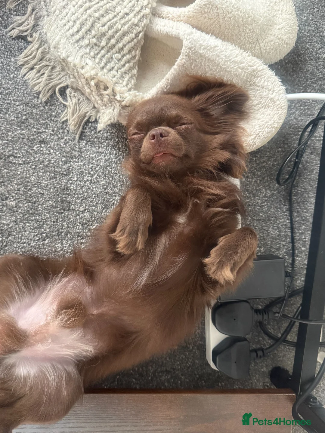 Chihuahua dogs for sale: 11 month old Long Haired Male Chihuahua for sale - Advert 2