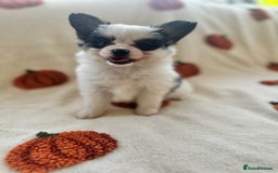 Papillon dogs for sale: 2 Beautiful Pedigree Female Papillons  - Image 18