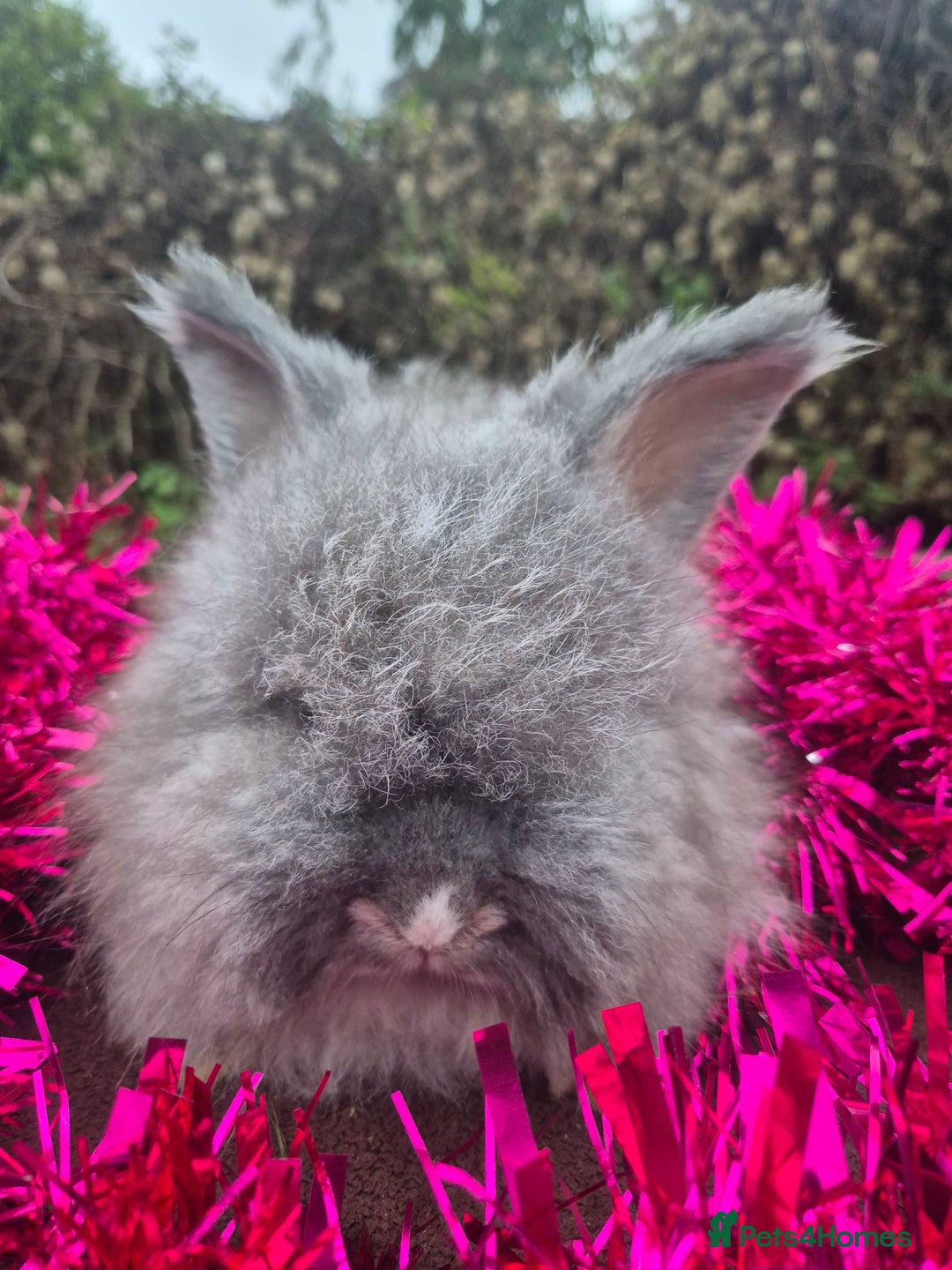 Angora rabbits for sale: 🧡 fulled faced imported parents 🇫🇷 bunnies 🧡 - Advert 11