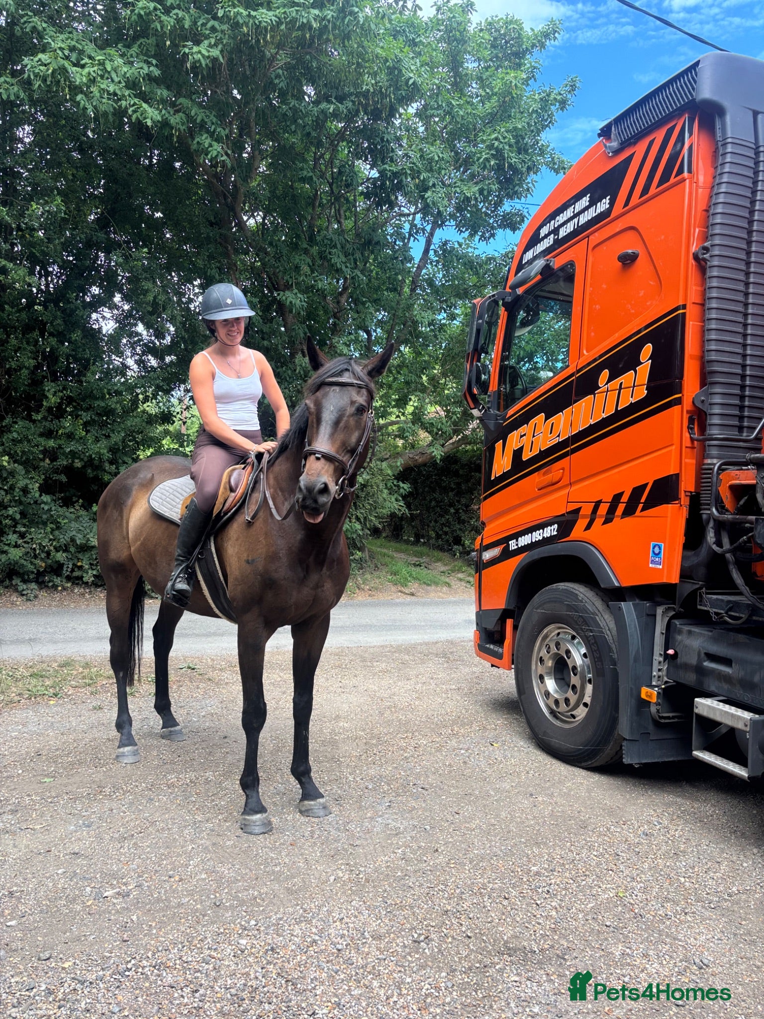 English Thoroughbred horses Super ror prospect with moves to die for - Advert 9