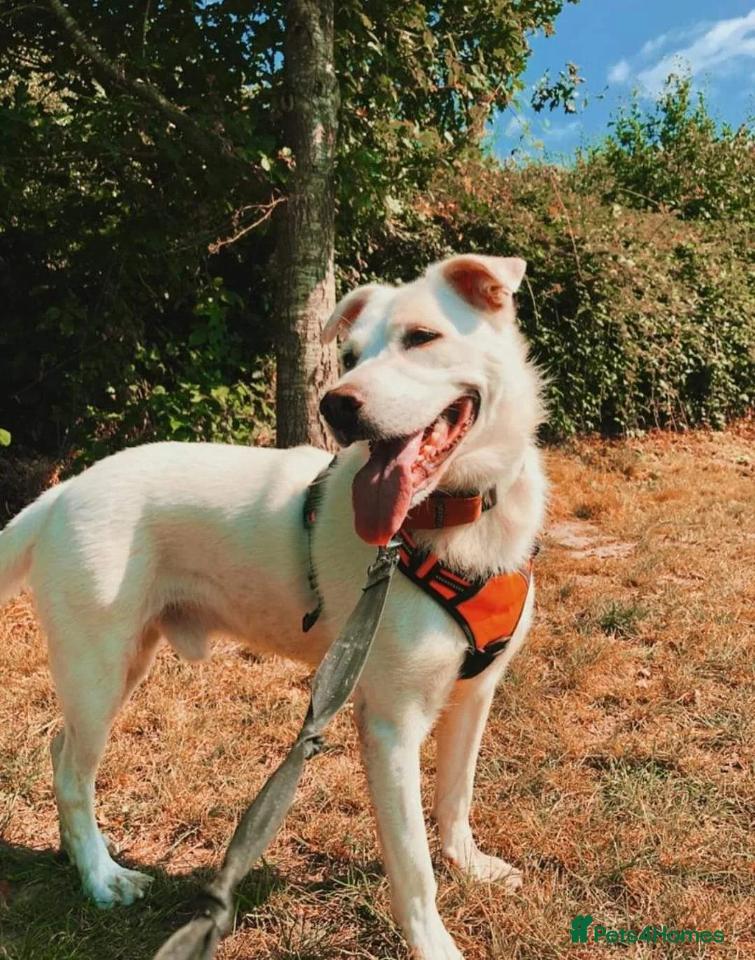 Mixed Breed dogs for adoption: Meet Biscuit, currently residing in Hampshire  in Havant - Advert 11