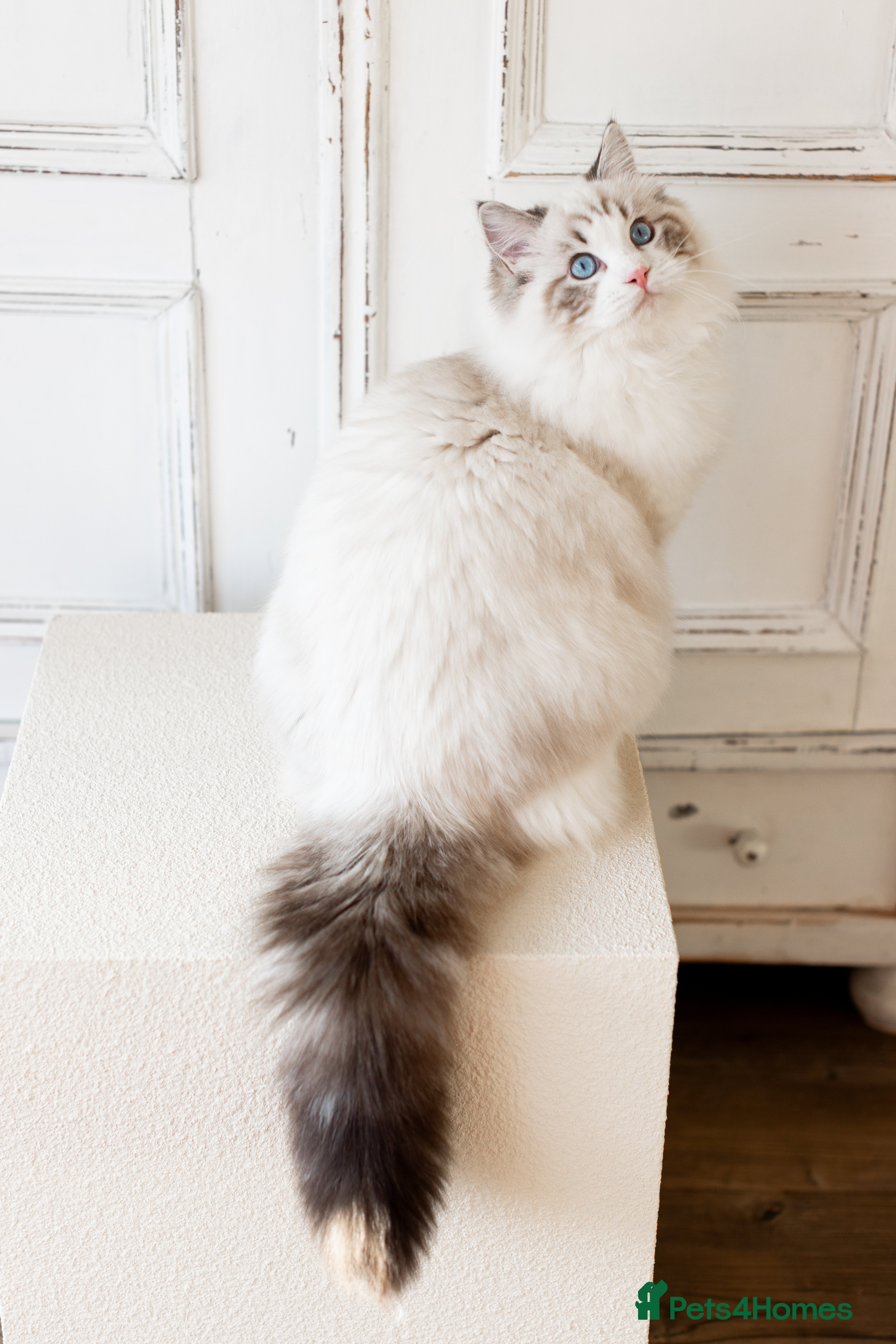 Ragdoll cats Stud Available:Stunning Seal Bicolour Lynx Ragdoll - Advert 5