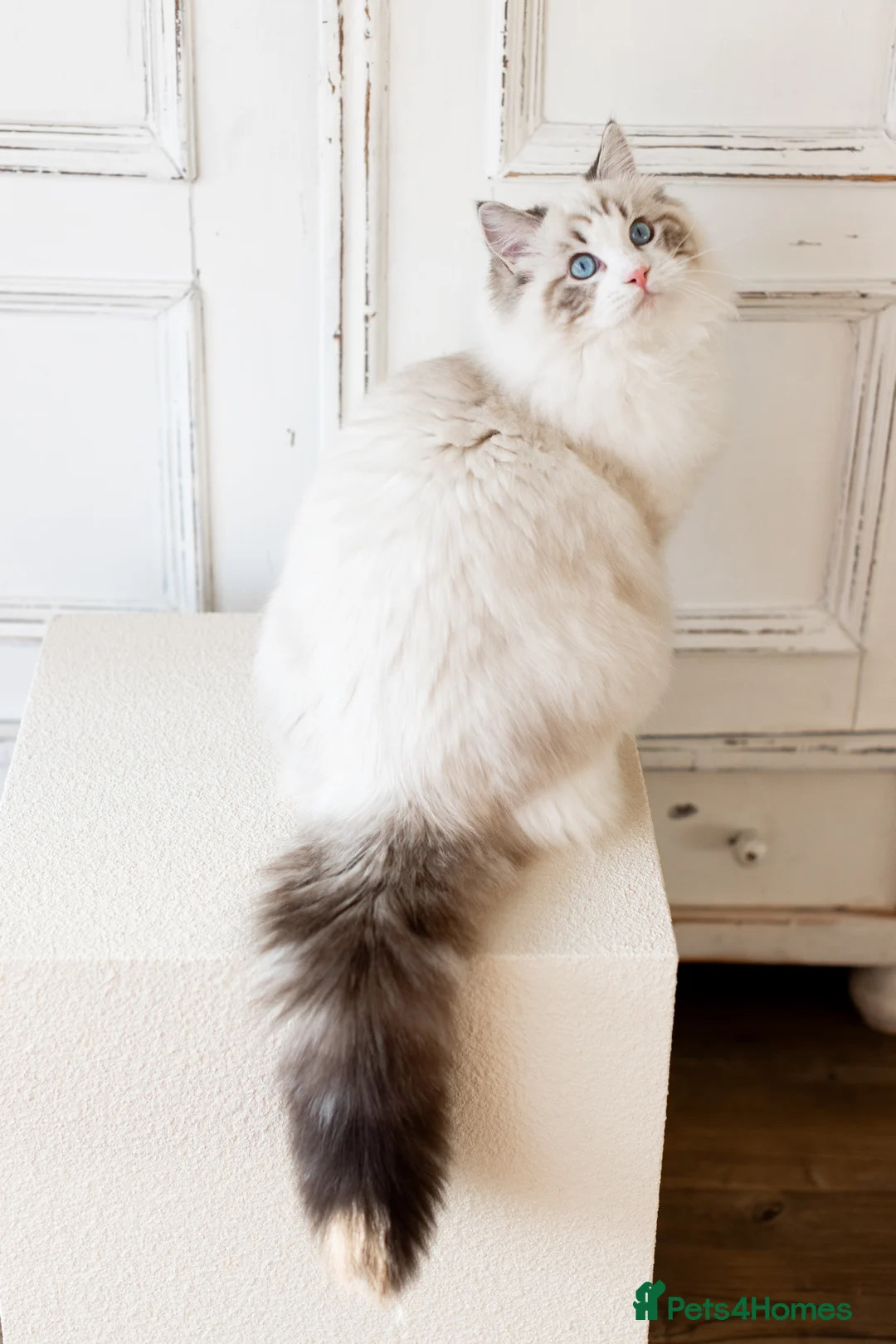 Ragdoll cats for stud: Limited time only Seal Lynx Bicolor Ragdoll (stud) - Advert 11