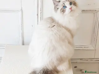 Ragdoll cats Stud Available:Stunning Seal Bicolour Lynx Ragdoll - Advert 5