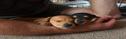 Miniature Dachshund dogs for sale: Miniature Dachshund Puppies  in Carlisle - Advert 6