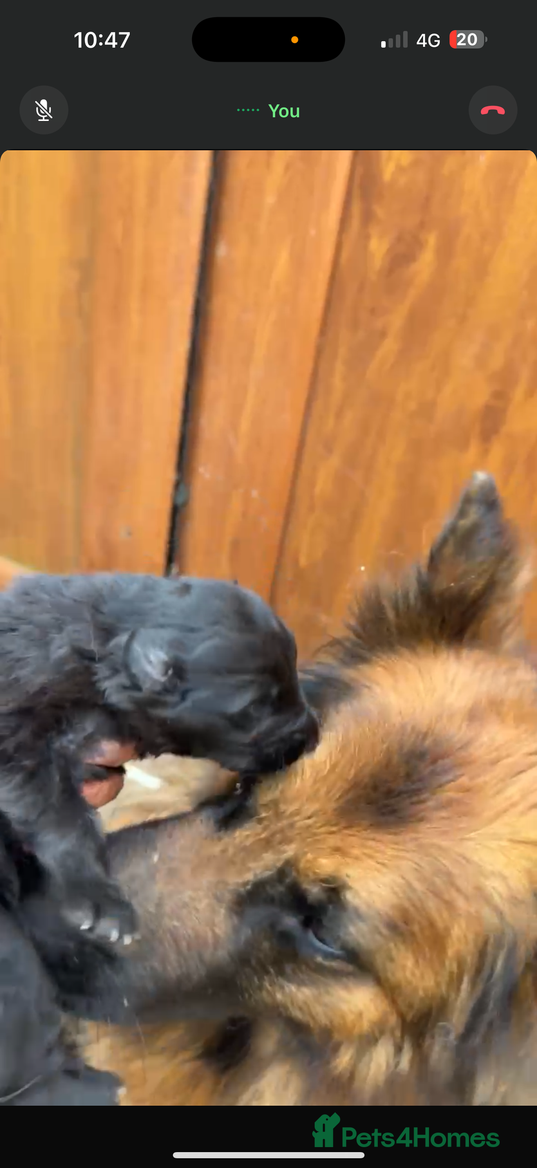 Mixed Breed dogs for sale: Long Coat German Shepherd Puppies for Sale - Image 13