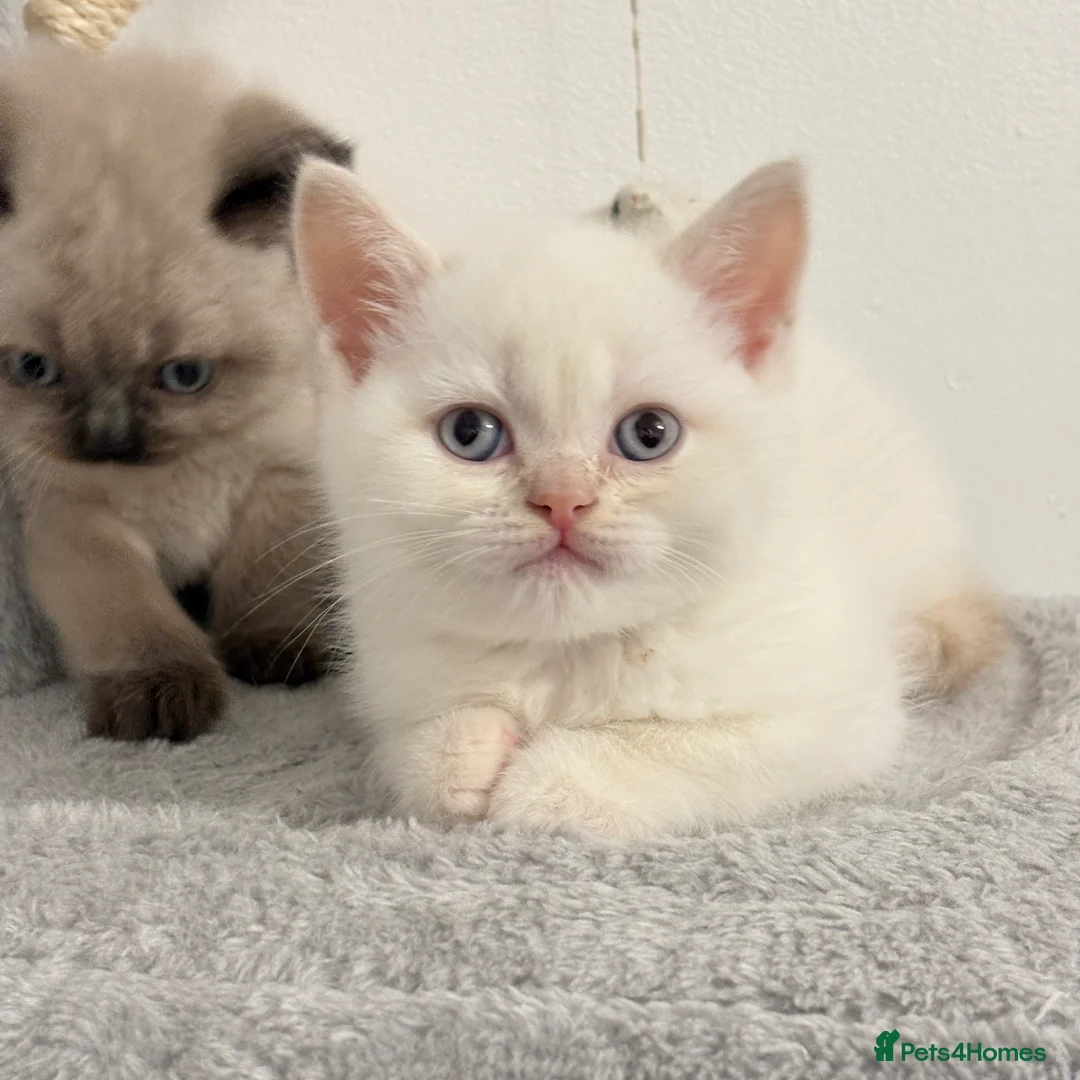 British Shorthair cats for sale: Stunning BSH Colourpoint Kitten GCCF Registered - Advert 14