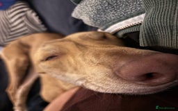 Mixed Breed dogs for sale: Bull greyhound/collie  - Image 2