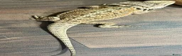 Bearded Dragon reptiles for sale: Juvenile Bearded dragons  - Advert 16