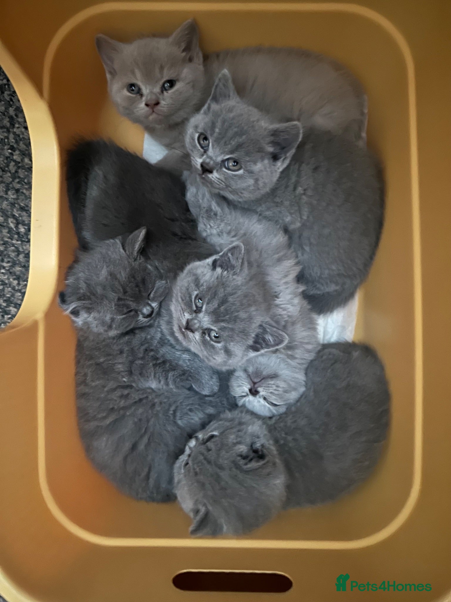 British Shorthair cats British Shorthair GCCF-registered Kittens  - Advert 1