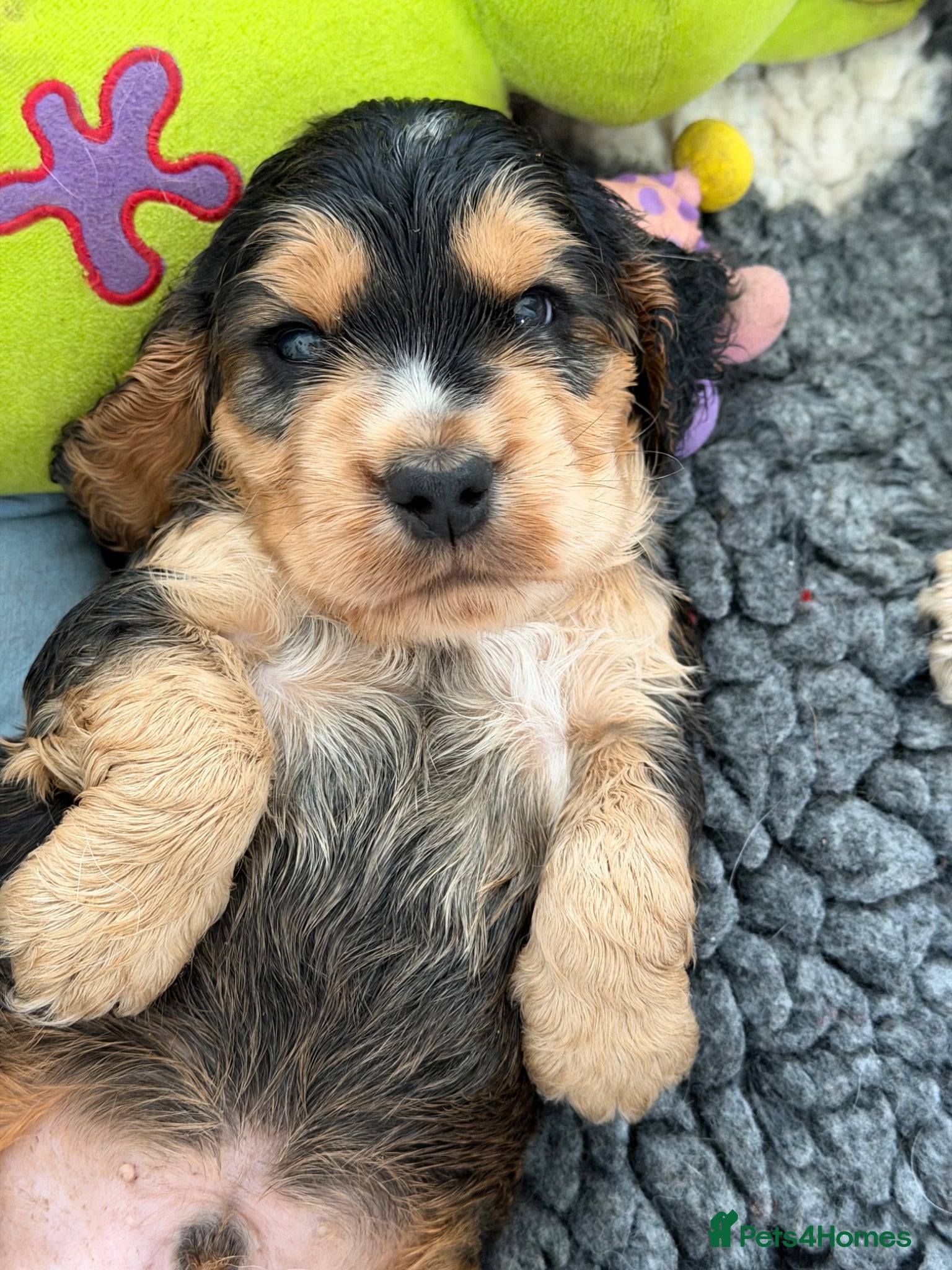 Cocker Spaniel dogs Stunning English 💯 show type cocker puppies  - Advert 1