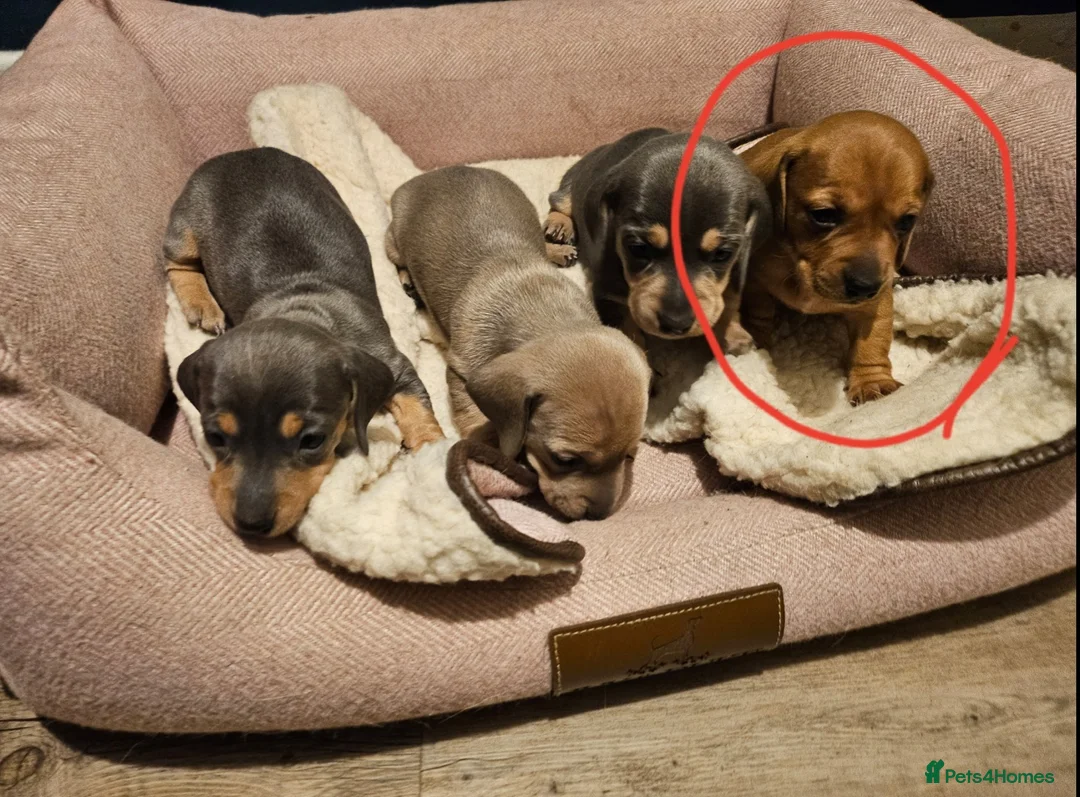 Miniature Dachshund dogs for sale: Kc registers mini smoothaired dachshund puppies - Advert 21