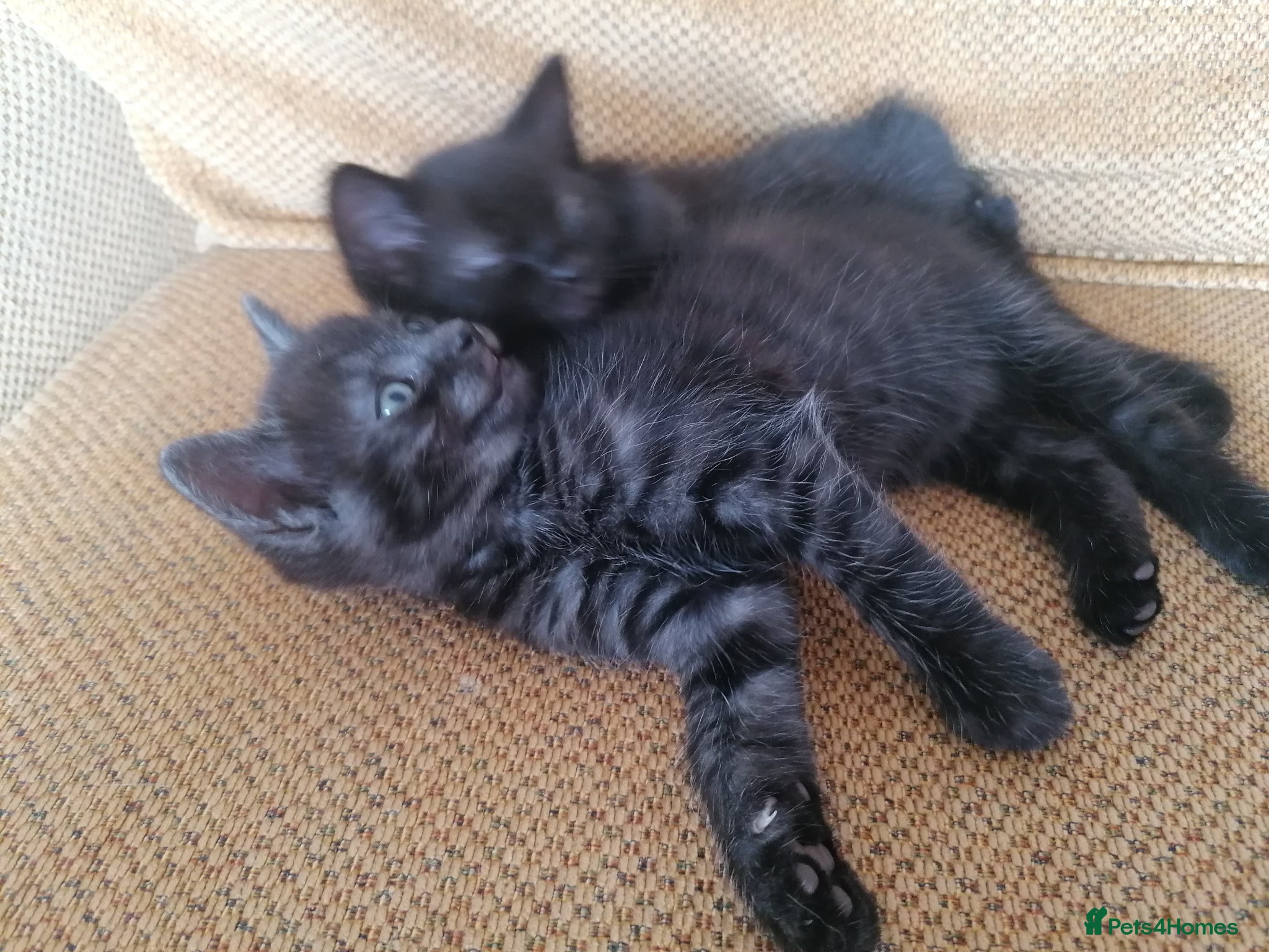 Domestic Shorthair cats 3 adorable kittens for sale  - Advert 14