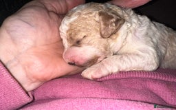 Cavapoochon dogs for sale: Cavapoochon! Our December Reindeer Litter!  - Image 9