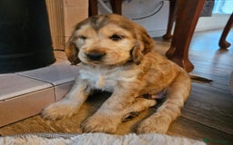Cocker Spaniel dogs for sale: 🐾 KC Show Cocker Puppies 💛 Fully Health Tested  - Image 11