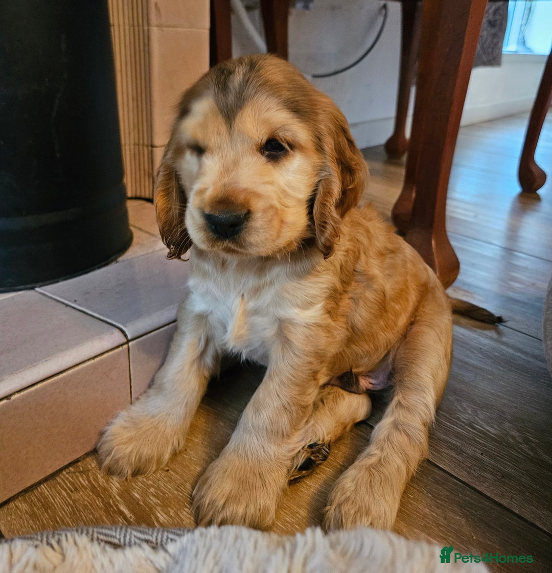 Cocker Spaniel dogs for sale: 🐾 KC Show Cocker Puppies 💛 Fully Health Tested  - Image 11