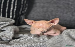 Sphynx cats for sale: Looking for a lap - Image 3