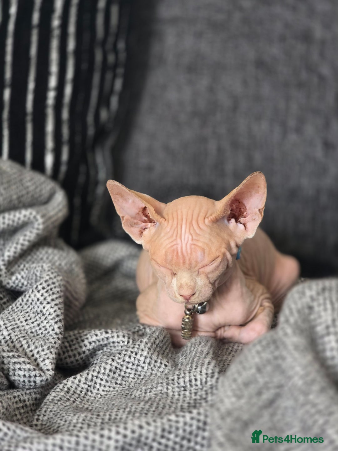 Sphynx cats for sale: Looking for a lap - Image 3