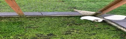 Guinea Pig rodents for sale: Baby Male and female Swiss, shelti, short haired - Advert 4