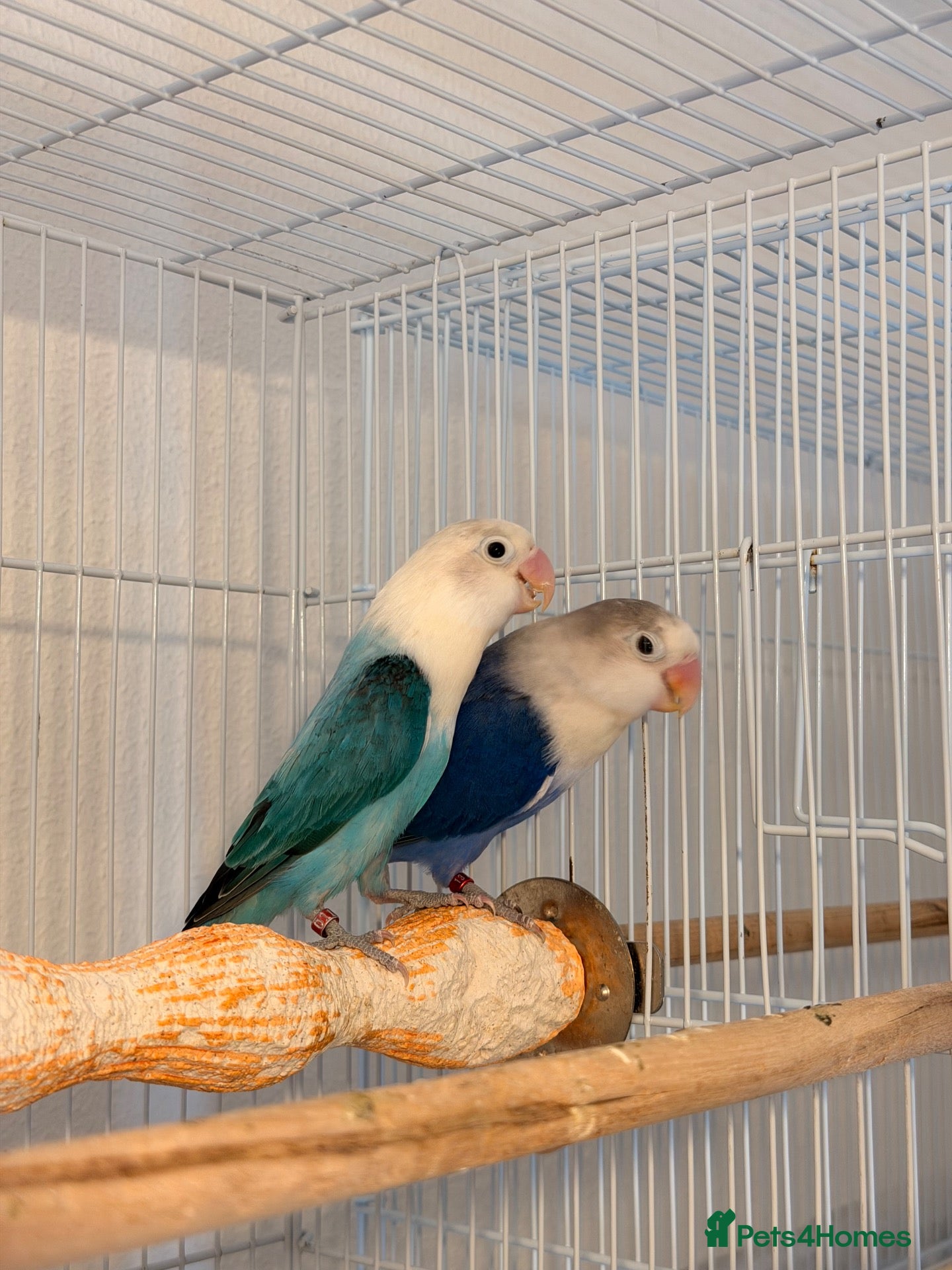 Lovebirds birds Lovebirds pairs, males and more for rehoming  - Advert 1