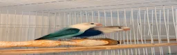 Lovebirds birds for sale: Lovebirds pairs, males and more for rehoming  in Sevenoaks - Advert 1