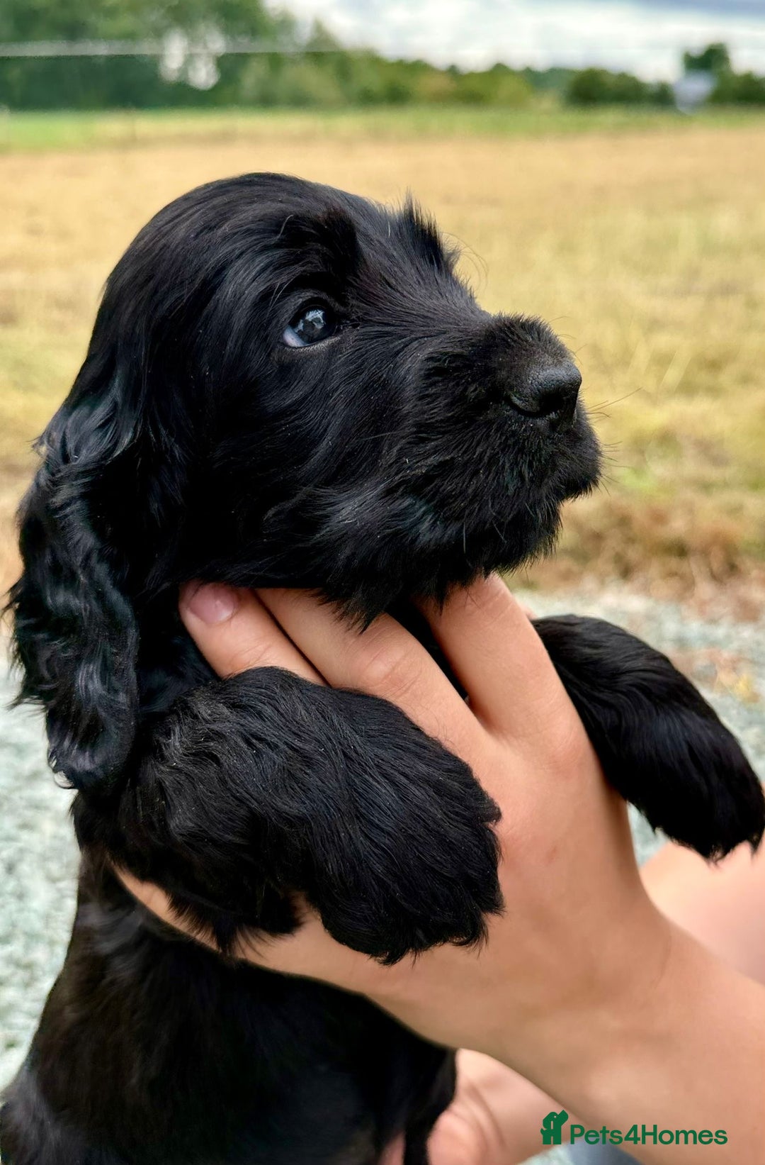 Cocker Spaniel dogs for sale: Adorable Cocker Spaniel Puppies - Image 3