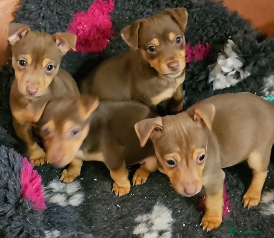 Jack Russell dogs for sale: Gorgeous Chocolate and Tan Jack Russell Puppies - Advert 1