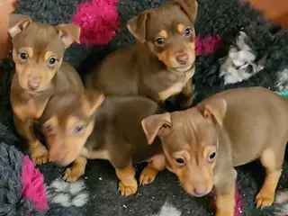 Jack Russell dogs Gorgeous Chocolate and Tan Jack Russell Puppies - Advert 2