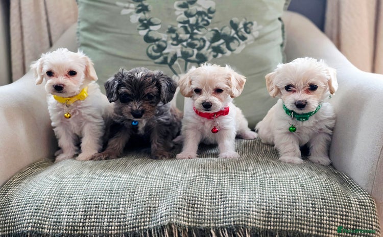 Yorkiepoo dogs - Advert 2