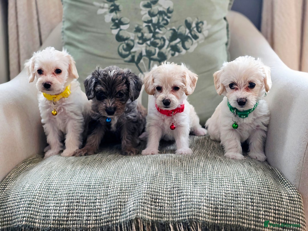 Yorkiepoo dogs for sale: 6 beautiful Yorkiepoo puppies , 5 girls and 1 boy  - Image 2