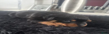 Rottweiler Puppy 1
