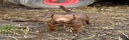 Patterdale Terrier dogs for sale: Ready NOW 9 weeks old - Advert 13