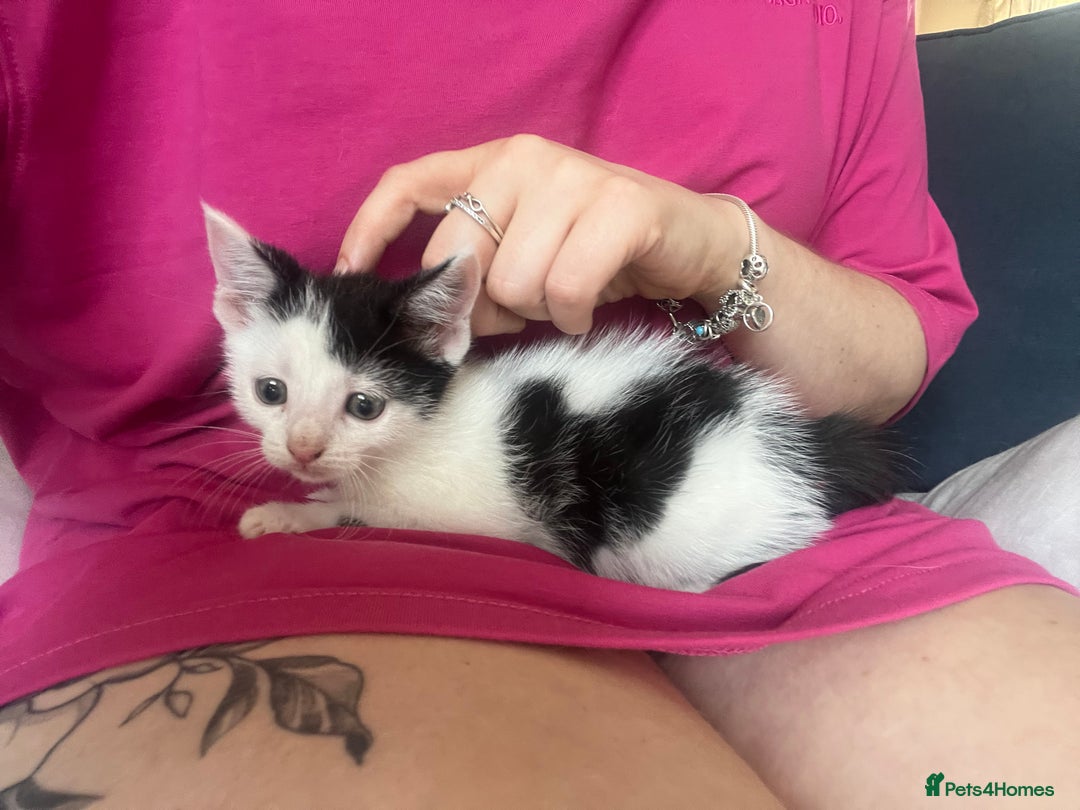 Mixed Breed cats for sale: Ready to meet the new fam! Microchipped & insured  - Image 6