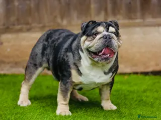 English Bulldog dogs 🌟Otis English Bulldog @stud in Telford - Advert 21