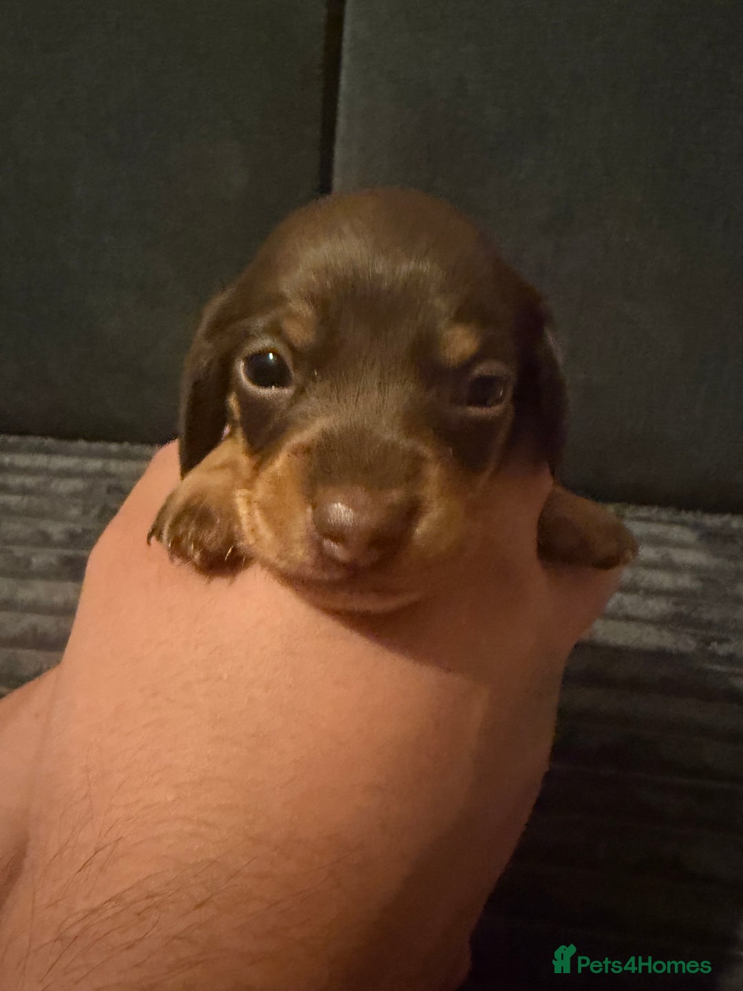 Miniature Dachshund dogs for sale: 🐾 Miniature Dachshund Puppies KC Registered  - Advert 16