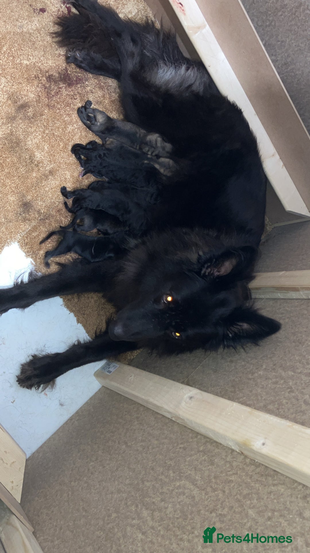 German Shepherd dogs for sale: German shepherd puppies  - Image 10
