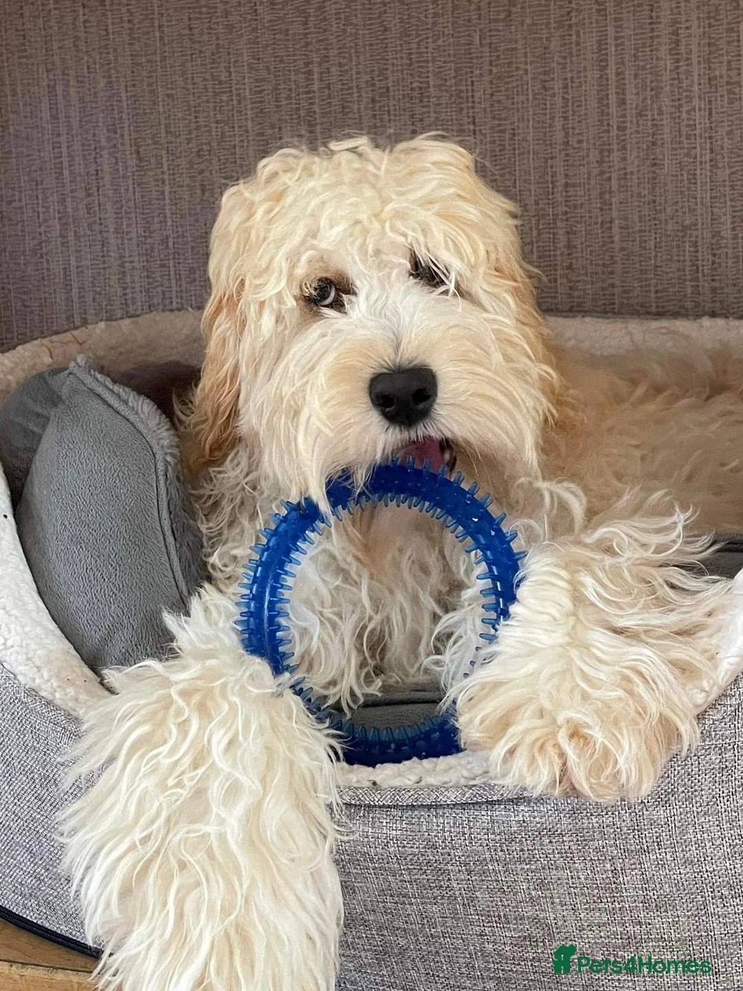 Cockapoo dogs for stud: Ralf.  in Dunfermline - Advert 6