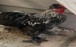Chickens poultry for sale: Various growers and roos inc sultan, silkie cross  - Image 2